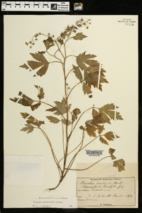 Phacelia bipinnatifida image