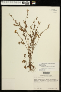 Phacelia purshii image