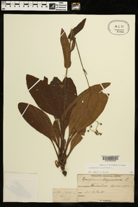 Cynoglossum virginianum image