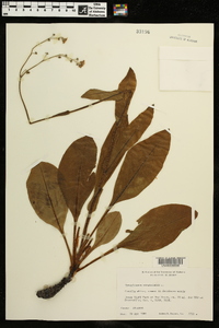 Cynoglossum virginianum image