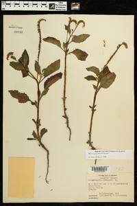 Heliotropium indicum image