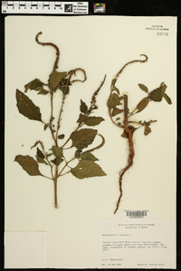 Heliotropium indicum image