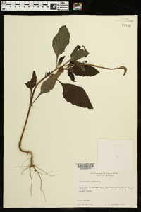 Heliotropium indicum image