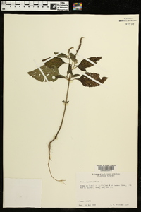 Heliotropium indicum image