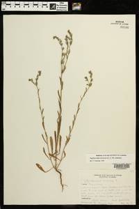 Buglossoides arvensis image