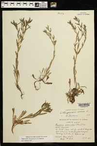 Buglossoides arvensis image