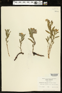 Lithospermum canescens image