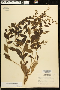 Lithospermum tuberosum image