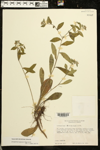 Lithospermum tuberosum image