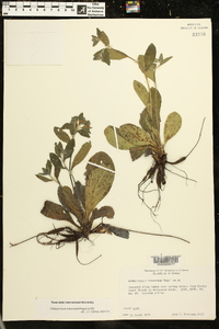 Lithospermum tuberosum image