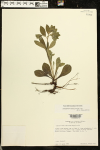 Lithospermum tuberosum image