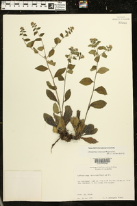 Lithospermum tuberosum image