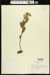 Mertensia brevistyla image