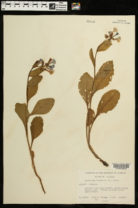 Mertensia virginica image