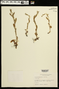 Myosotis macrosperma image