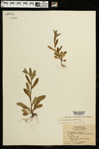 Myosotis macrosperma image