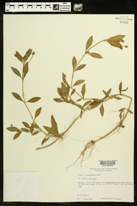 Phyla lanceolata image