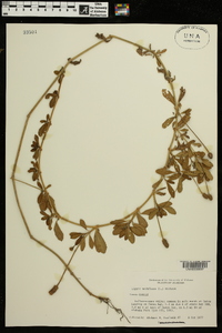 Phyla nodiflora image