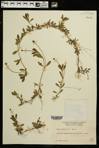 Phyla nodiflora image