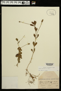 Phyla nodiflora image