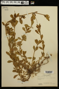 Phyla nodiflora image