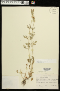 Glandularia bipinnatifida var. bipinnatifida image