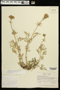 Glandularia bipinnatifida var. bipinnatifida image