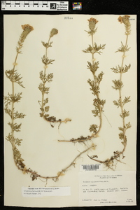 Glandularia bipinnatifida var. bipinnatifida image