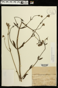 Verbena brasiliensis image