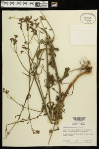 Verbena brasiliensis image