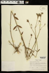 Verbena brasiliensis image