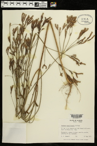 Verbena brasiliensis image