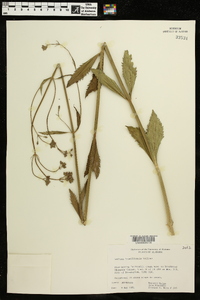 Verbena brasiliensis image