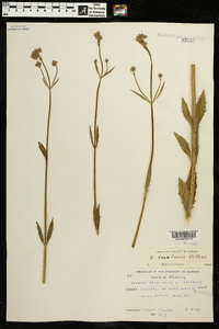 Verbena brasiliensis image