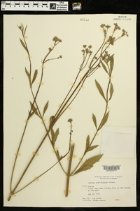 Verbena brasiliensis image