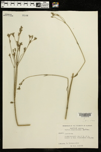 Verbena brasiliensis image