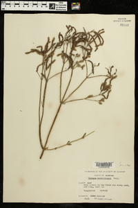 Verbena brasiliensis image