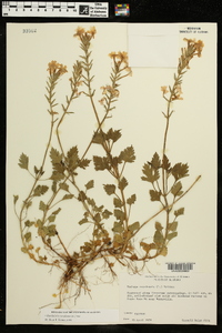 Glandularia canadensis image