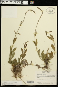 Verbena carnea image