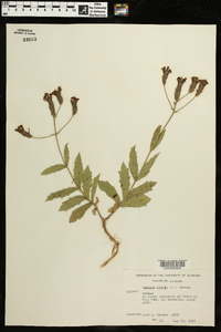 Verbena rigida image