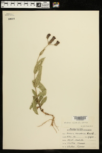 Verbena rigida image