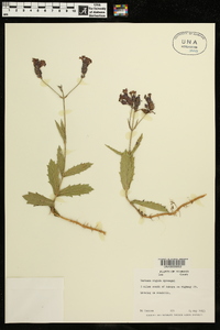 Verbena rigida image