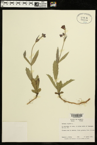 Verbena rigida image