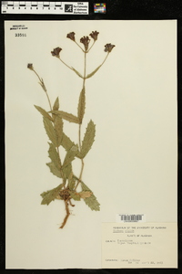 Verbena rigida image