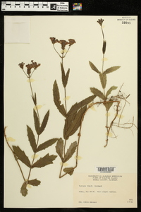 Verbena rigida image