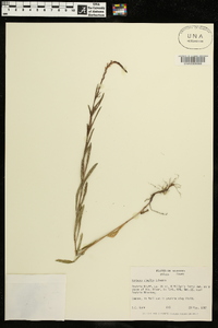 Verbena simplex image