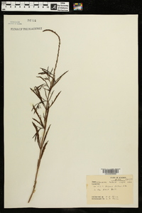 Verbena simplex image