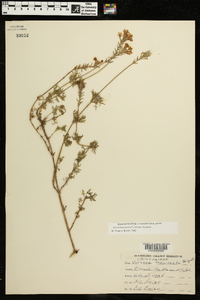 Glandularia pulchella image