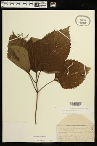 Collinsonia canadensis image