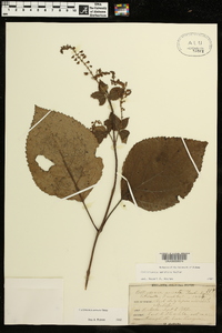 Collinsonia anisata image